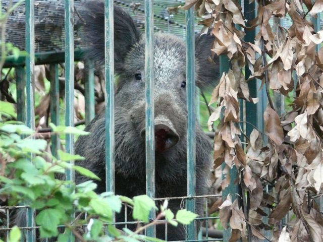 Cattura cinghiale: chi può farla e con quale strumentazione