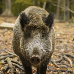 Sigilli inamovibili per identificazione fauna prelevata