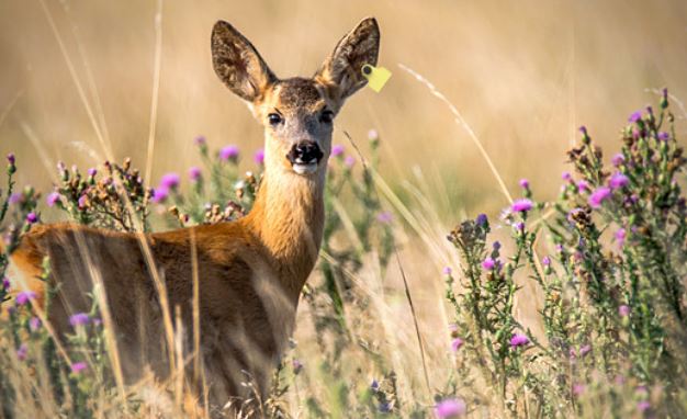 Identificazione fauna selvatica in ambito di gestione faunistica