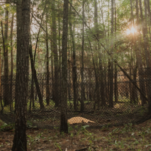 Boar Blanket - per cinghiali